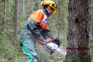 пилить лес незаконно, фото из открытых источников