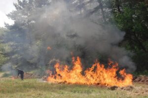 На Днепропетровщине браконьеры уничтожают деревья (фото)