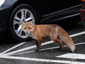 лиса в городе, фото http://kovrov.pro