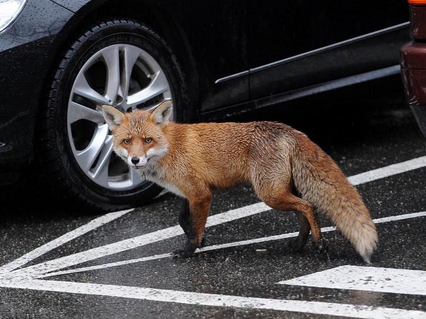 лиса в городе, фото http://kovrov.pro