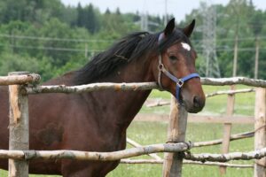 В Днепропетровске ливень смыл приют для лошадей-чемпионов