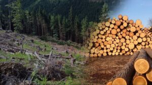 На Львовщине лесорубы избили и привязали к грузовику журналиста