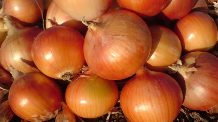 Лук