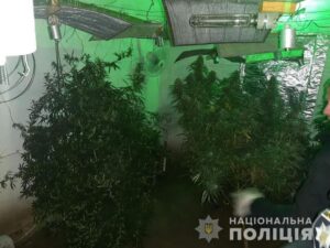 Под Днепром полиция обнаружила теплицу с коноплей (фото, видео)