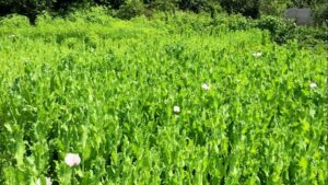 маковое поле