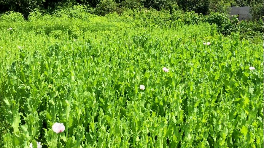 маковое поле