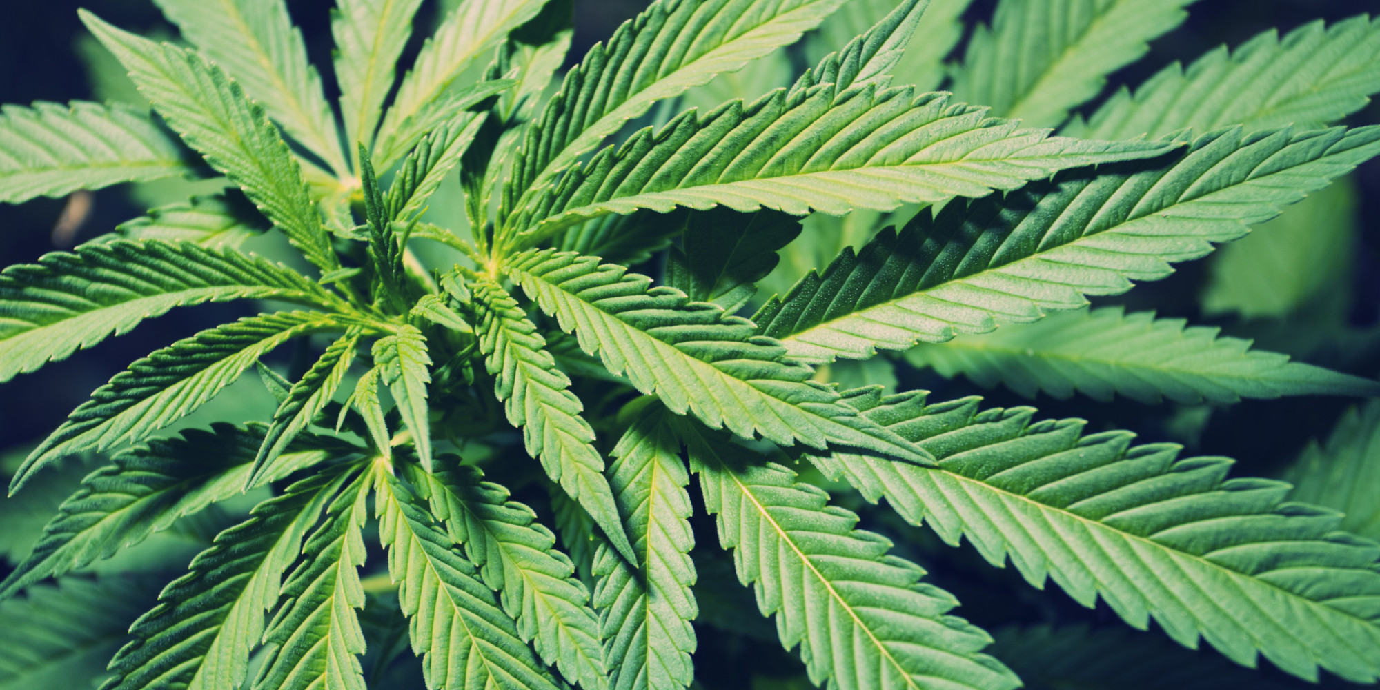 marihuana