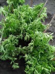 фото http://img.medscape.com, марихуана