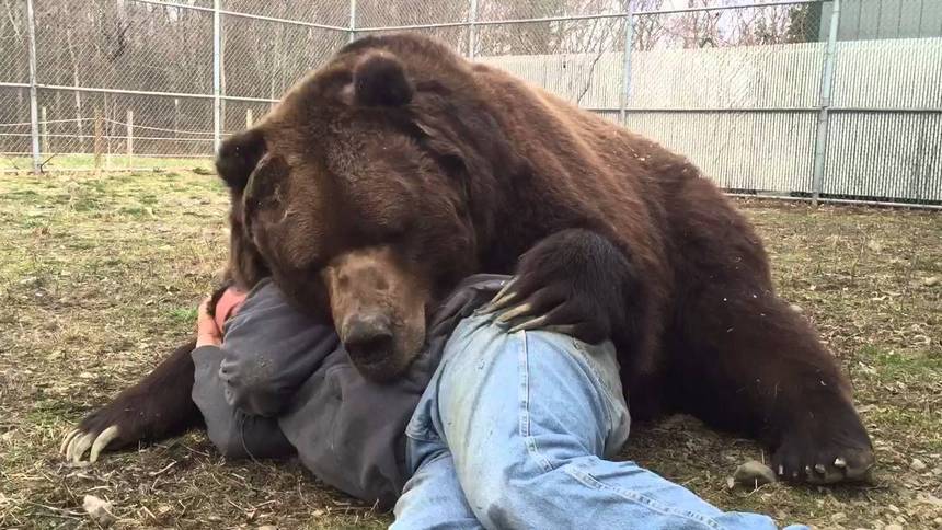 медведь и человек