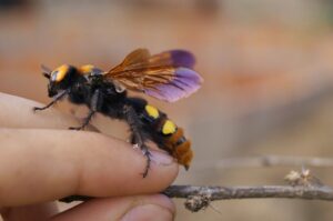 сколия-гигант, фото из открытых источников