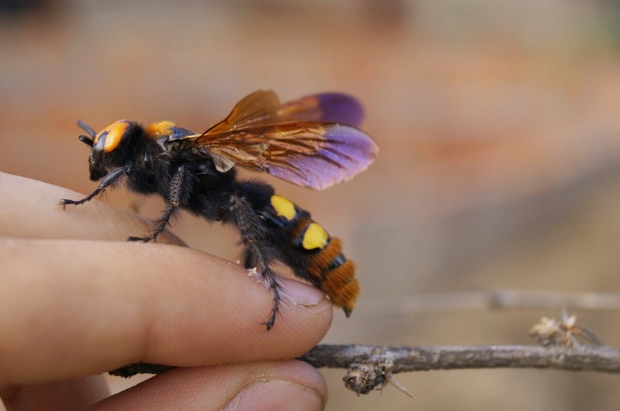 сколия-гигант, фото из открытых источников
