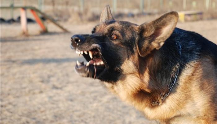 nemetskaya-ovcharka18-700x400