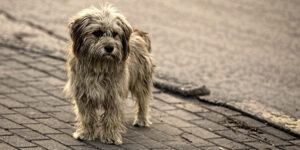 o-stray-dog-facebook