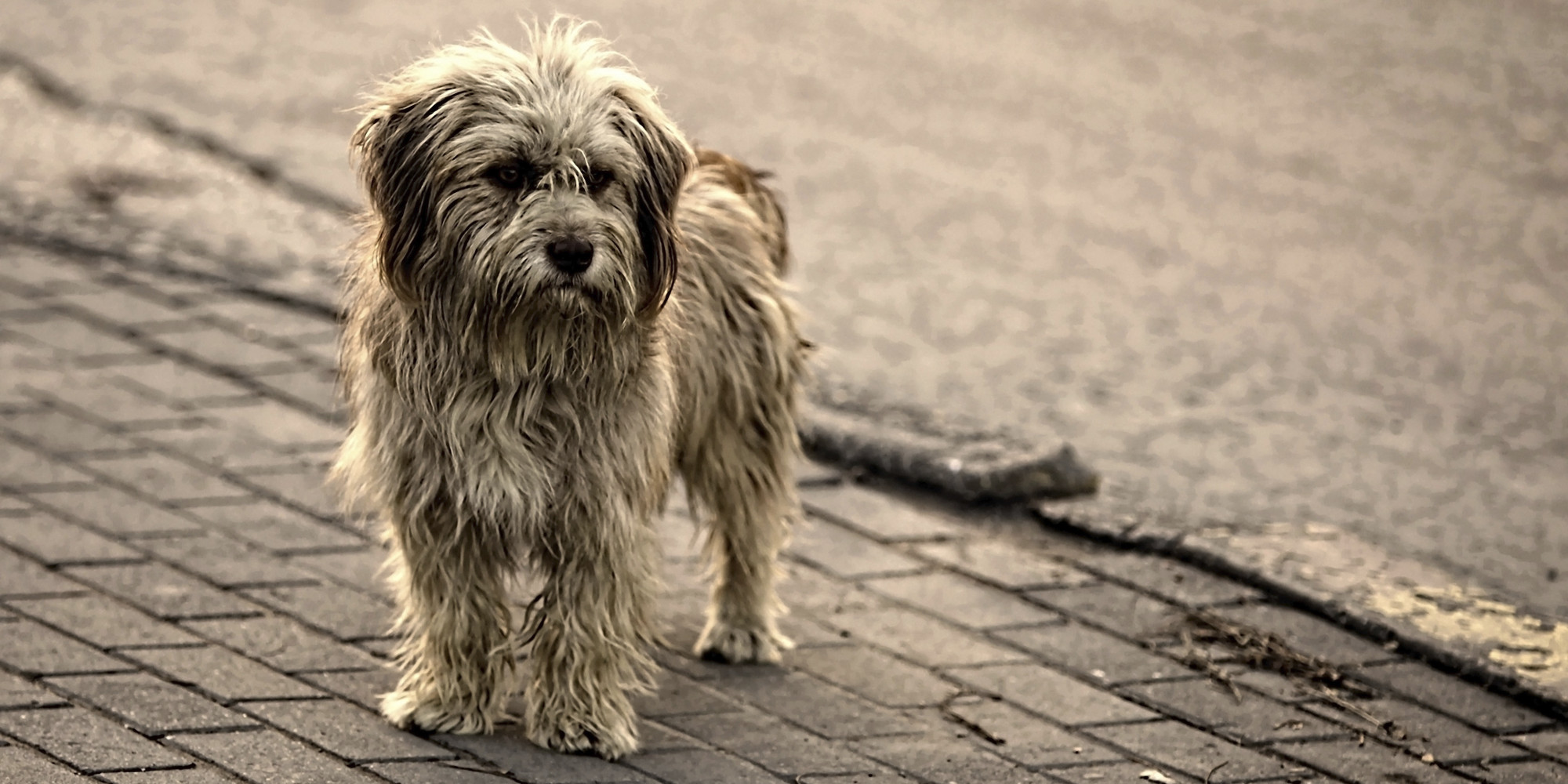 o-stray-dog-facebook