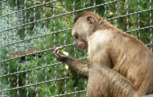 зоозона Днепра