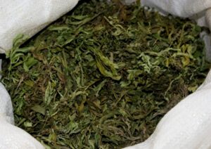 конопля в пакете, фото из открытых источников
