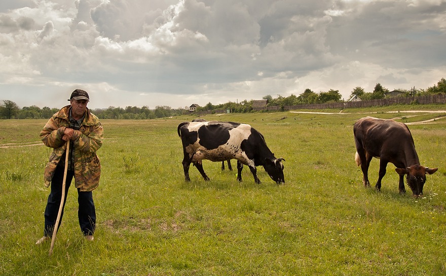фото из открытых источников, пастух
