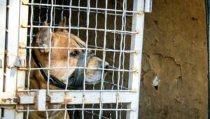 pes-05-696x464-730x414