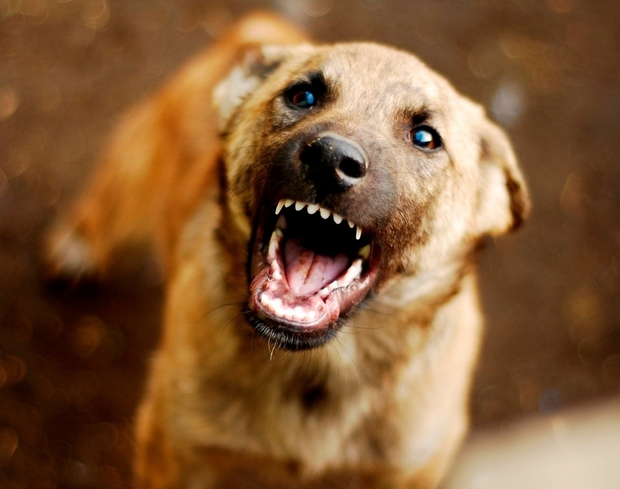 пес, фото из открытых источников