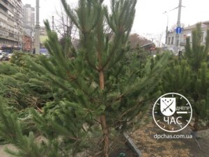 Праздник приближается: во сколько обойдется покупка елки в Днепре