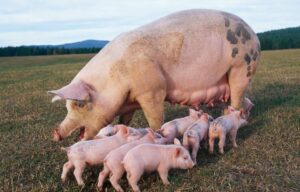 pig_1