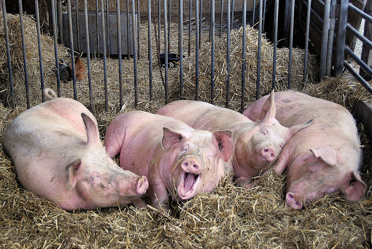 pig_2