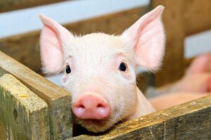 piglet-big
