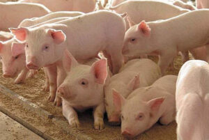pigs