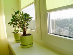 plant