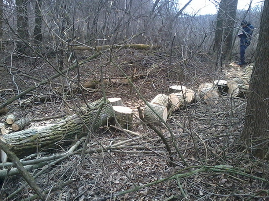 вырубка леса