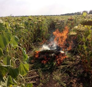 жечь коноплю, фото полиции