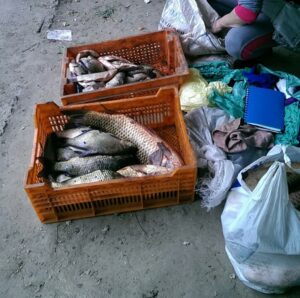 изъятая рыба