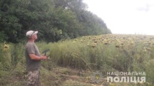На Днепропетровщине на подсолнечном поле нашли 20 участков с коноплей (видео)