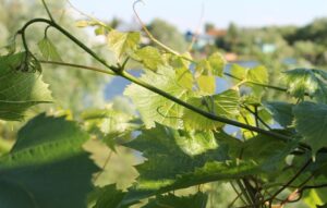 priroda-leto-zelen-listia-vetvi-vinograda