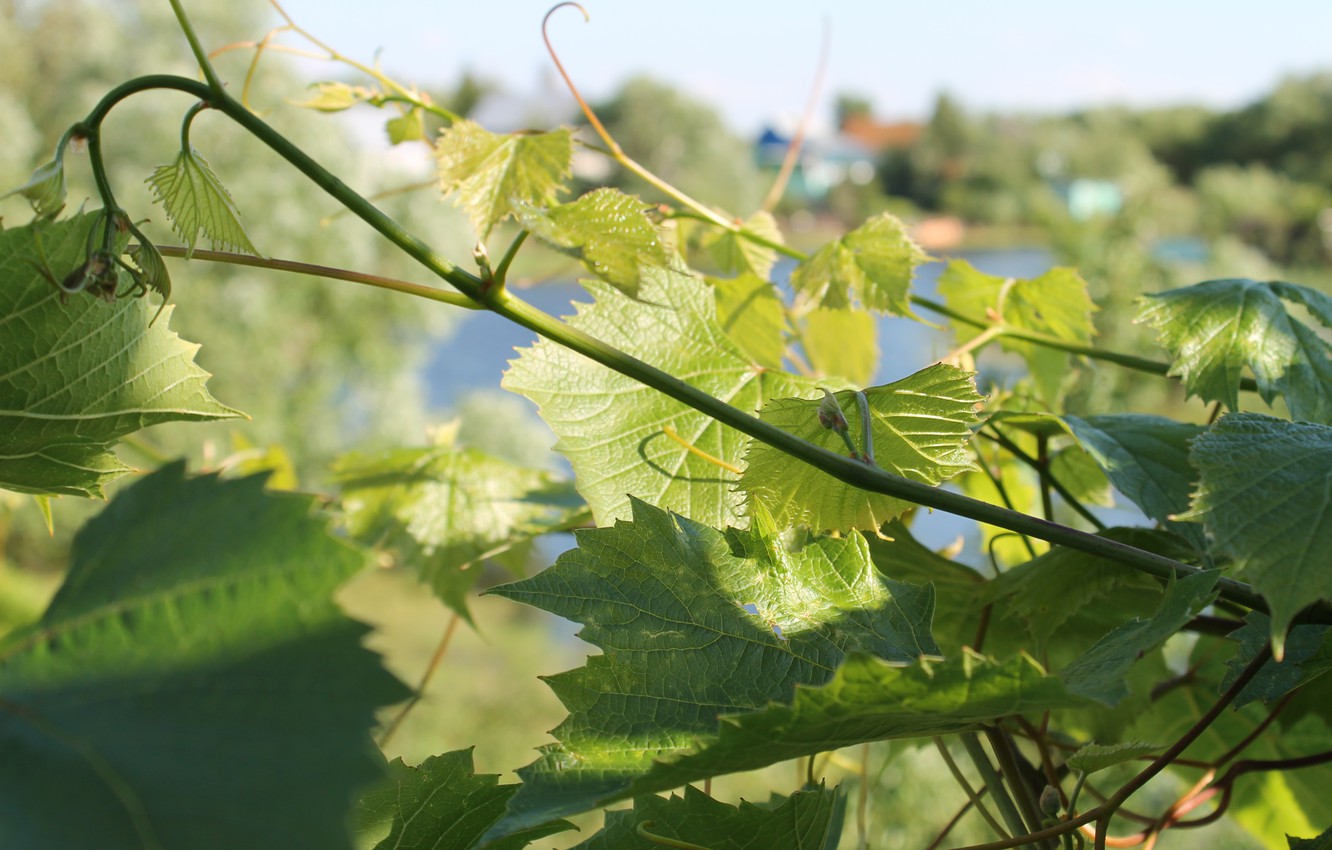 priroda-leto-zelen-listia-vetvi-vinograda
