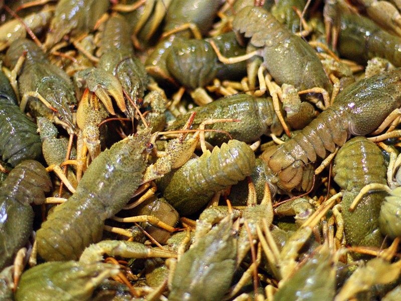 раки