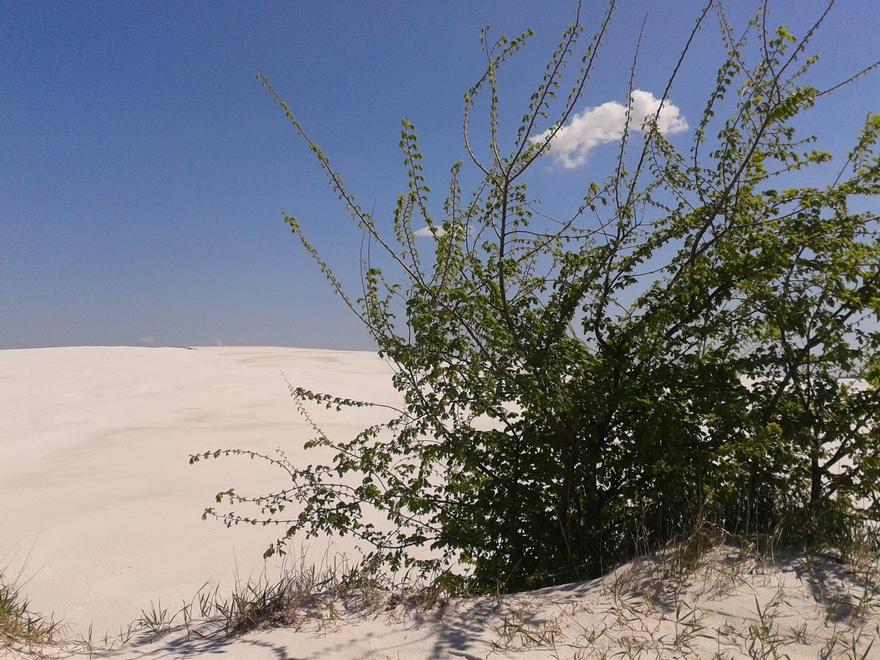 пустыня, фото https://www.facebook.com/profile.php?id=100004904946784