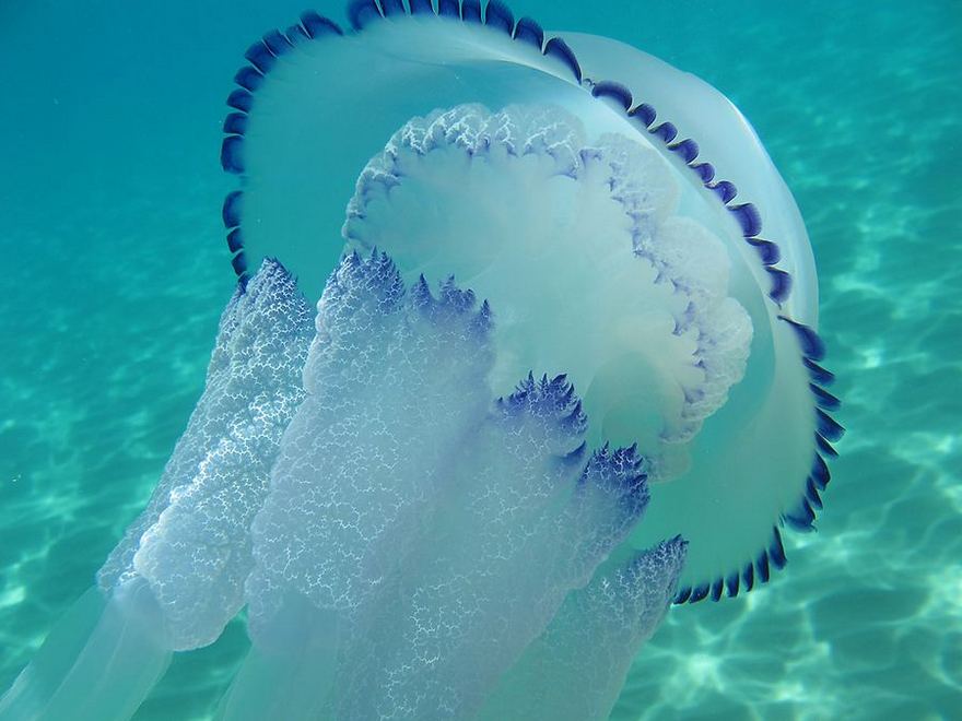 медуза Rhizostoma pulmo