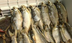 вяленая рыба, фото из открытых источников