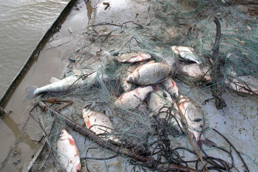 рыба в сетях, фото из открытых источников