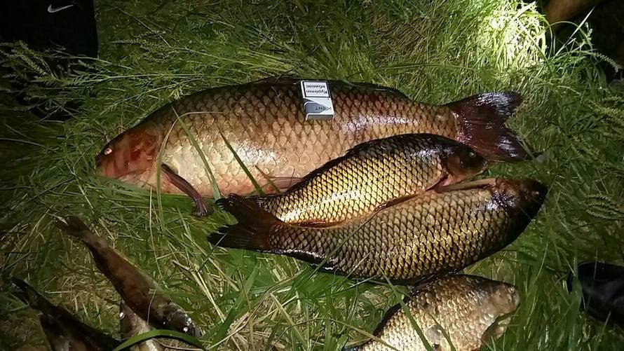 задержание браконьеров с уловом, фото полиции