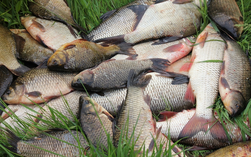 рыба, фото из открытых источников