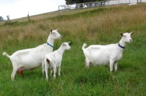 saanen-goats3