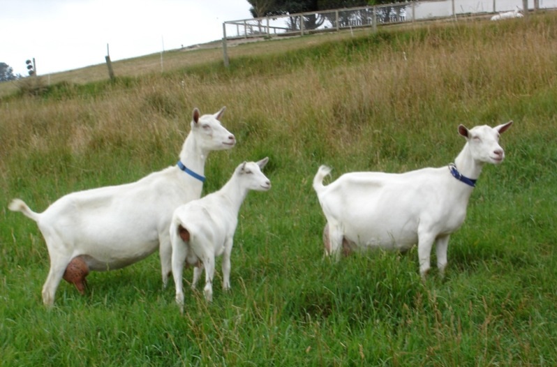 saanen-goats3