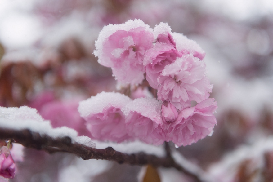 sakura_4