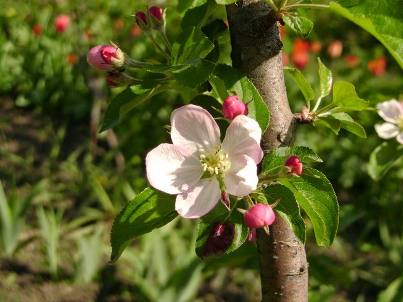 фруктовые деревья