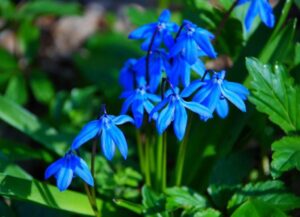 scilla_armyanskaya
