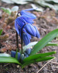 scilla_siberica600754