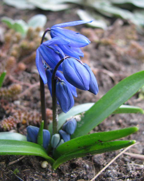 scilla_siberica600754