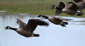 охота на птиц, фото из открытых источников